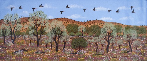 Central Australian Wildflowers - KBZG1016